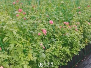 什么时候适合种月季，这样做提高月季成活率