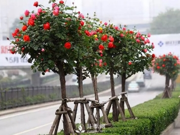 三分种树，七分管，十分保活才保险，花木行业中这句话该怎样理解