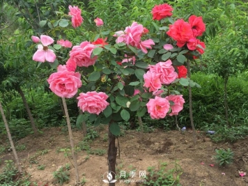南阳月季树长的都是哑枝，什么原因？