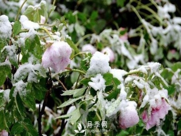立春了，注意防护苗木倒春寒