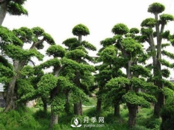 十大名贵树木有哪些？