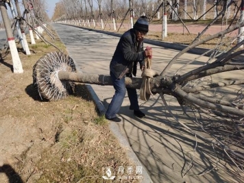 现在种植什么绿化苗木前景好？