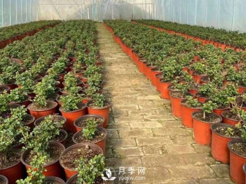 冬天必入的南阳月季裸根苗就此结束，明年盆花月季见