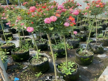 棒棒糖月季树基地批发价格