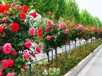 月季花什么时候开你知道吗？