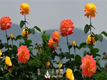 月季花叶子发黄的原因