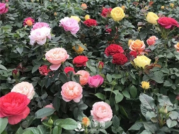 月季花有什么颜色？如何养护？