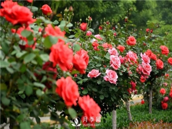 春暖花开那么月季花春天怎么养你知道吗？