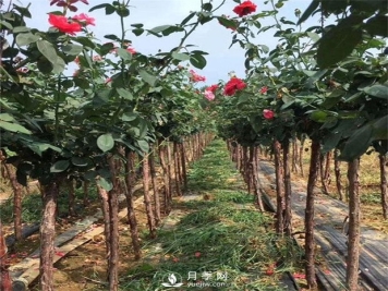 树状月季批发教你何为“盲枝”？为何要修剪盲枝？