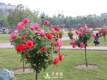 树状月季批发如何对各种病害的防治？