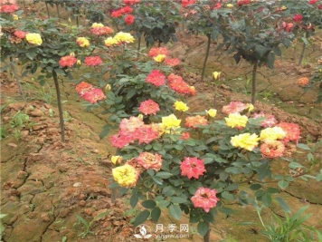 哪些因素影响月季老化？怎么防治？