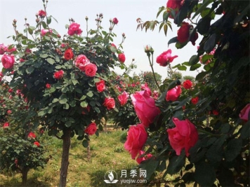 月季扦插的方法是什么？插后如何管理？