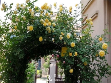 庭院如何选择月季品种？