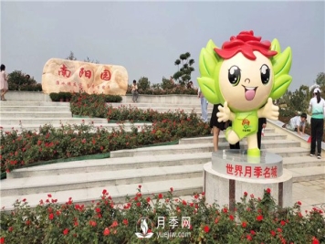 月季网告诉你南阳月季有哪些不同的分类？