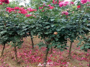 树状月季修剪有哪些作用？月季网告诉你