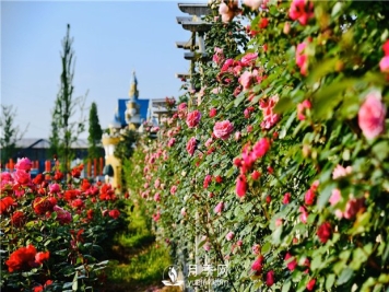 盆栽月季树花期人工如何控制？食醋对盆栽月季树有好处吗？