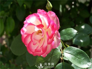 让月季接连开花的方法有哪些？