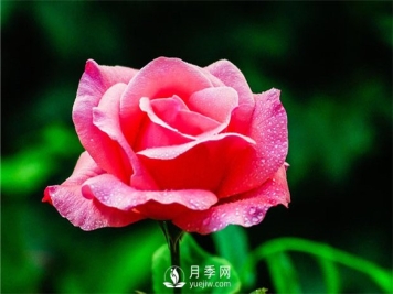 如何修剪月季？