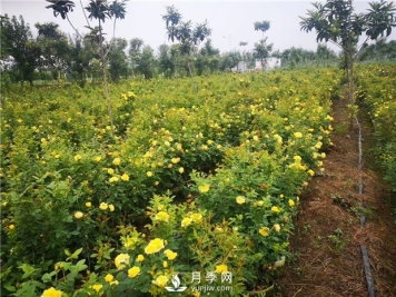 为什么月季的杆子会黑了？月季蚜虫有哪些危害？如何防治？