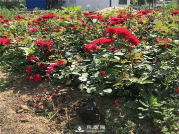 南北方种月季需要注意哪些要点？月季网告诉你