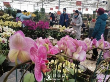 青岛花卉市场重开张，市民“捡漏”忙