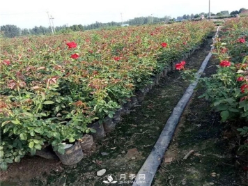 如何让你的月季小苗变大苗你知道吗？