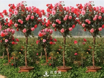 从哪些方面来辨别月季质量的高低