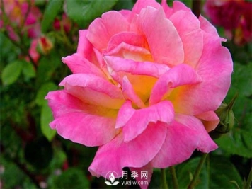 提高月季成活率必看内容：南阳月季养护技巧