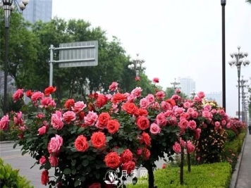 高杆月季厂家讲解月季的浇水方法