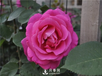 如何让盆花月季不断开花？