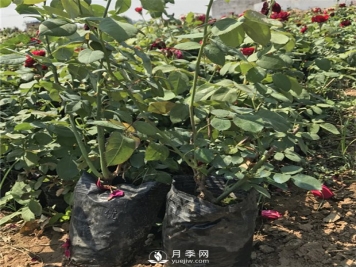 山东盆栽月季冬季巧管理