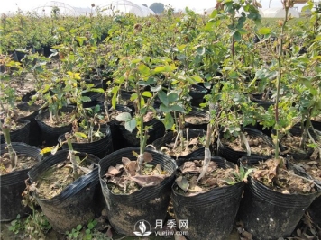 冬季如何管理月季 怎么养好盆花月季