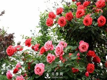 夏季管理盆花月季注意事项 快速培育南阳树状月季如何做