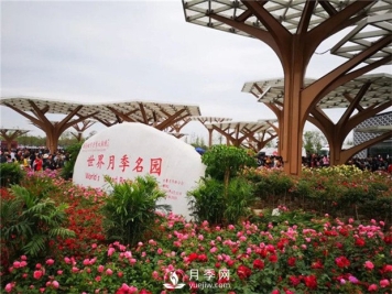 盆花月季怎么养好 南阳月季树如何嫁接比较好