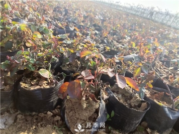 冬季月季受冻怎么办？