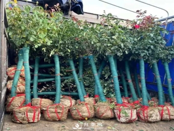 快速培育南阳树状月季 冬季怎么管理月季树