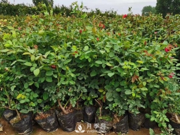 养好盆花月季的方法 南阳月季树修剪方法