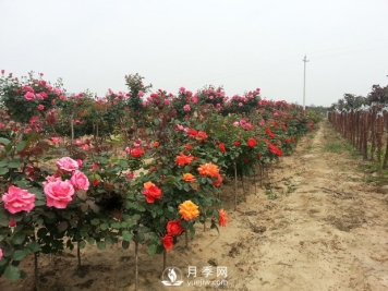 快速培育南阳树状月季的方法 南阳月季树修剪方法