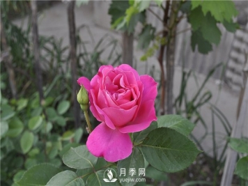 如何解决月季叶子发黄问题？