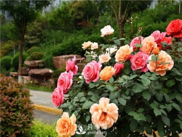 冬季养护管理月季介绍 南阳月季树怎样嫁接