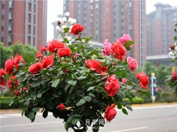 南阳月季树厂家教你怎么给月季施肥 如何快速培育南阳树状月季
