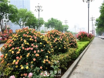 南阳家庭养护爬藤月季的方法