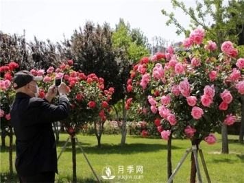 南阳月季树厂家教你怎么给月季施肥，盆栽月季花开不断的关键