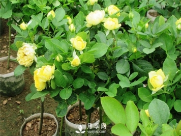怎么养好盆花月季，南阳月季树如何嫁接易成活