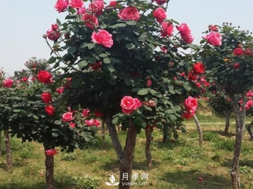 盆栽月季冬天怎么养护？