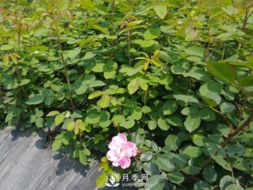 快速培育南阳树状月季如何做，冬季管理月季怎么做