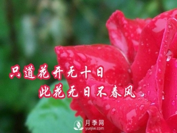 南阳树状月季有什么特点，养好盆花月季怎么做