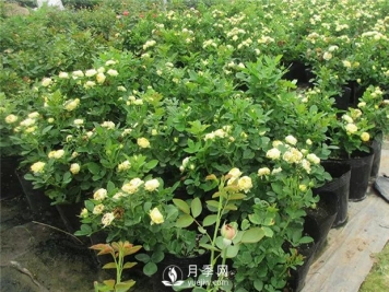 养好盆花月季怎么做，怎么才能让盆栽月季花开不断