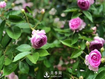 微型月季怎么养殖你知道吗？我来告诉你