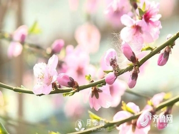 新春伊始花木萌动 齐鲁春色美不胜收